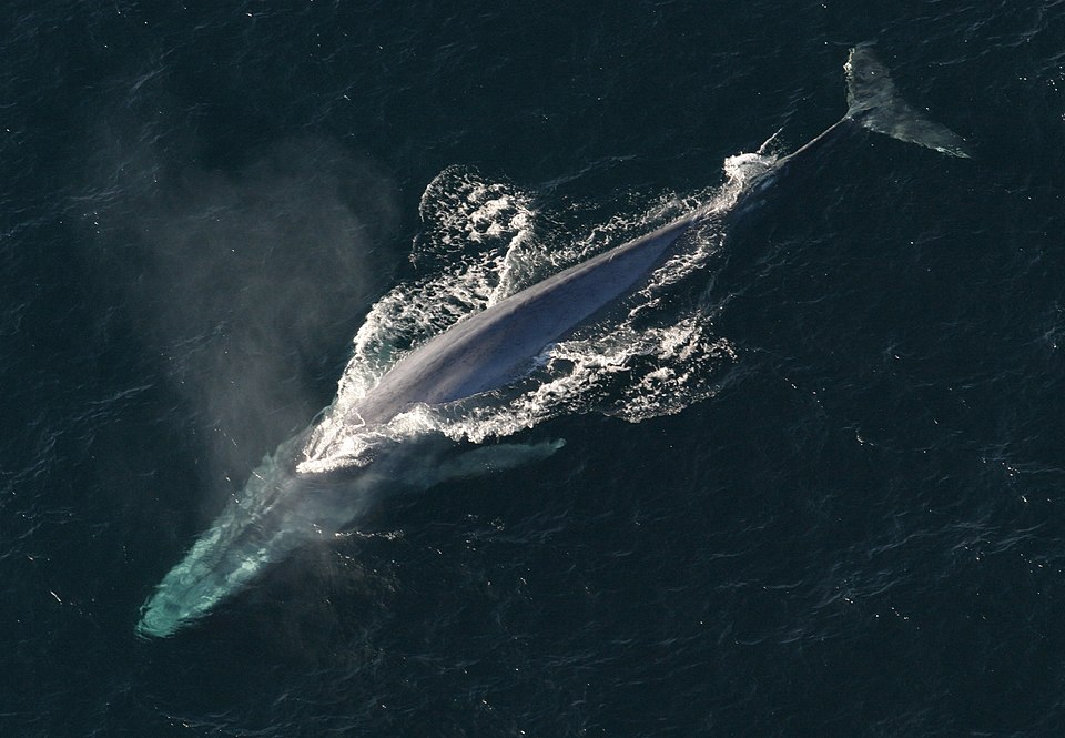 Balena blu